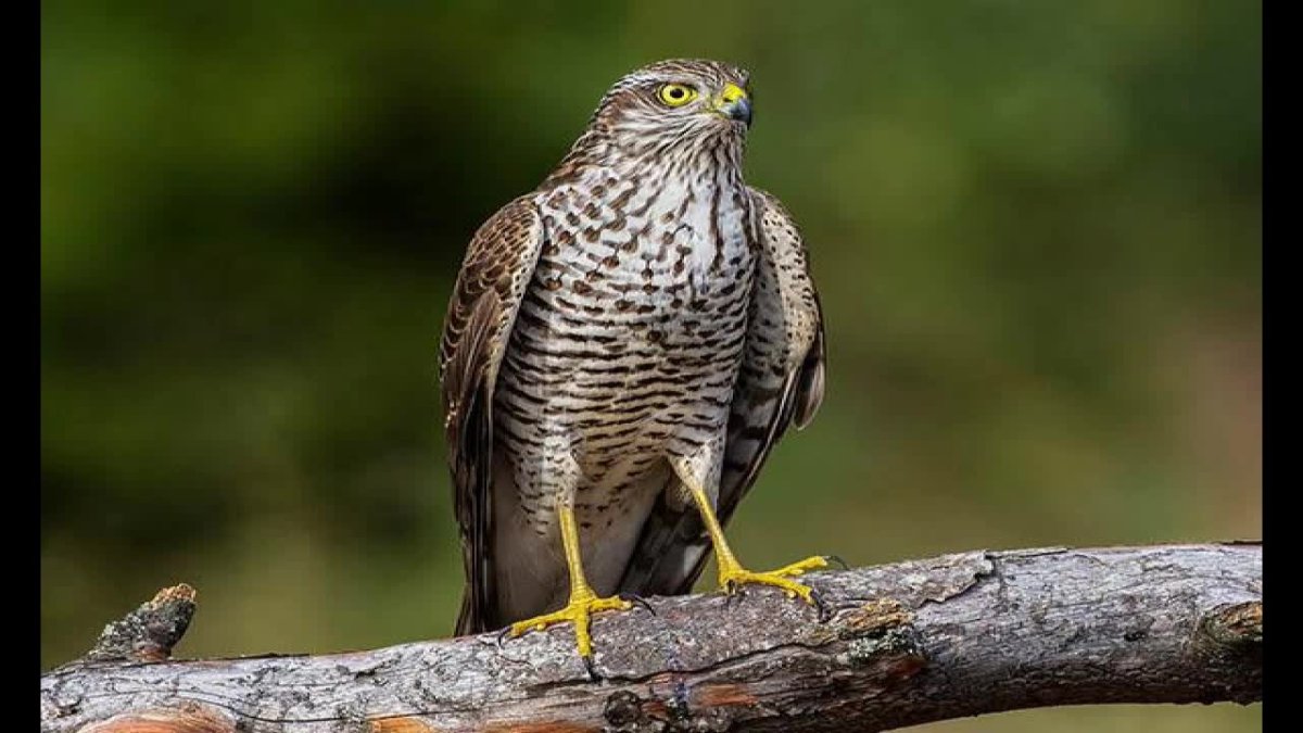 Краснохвостый Сарыч