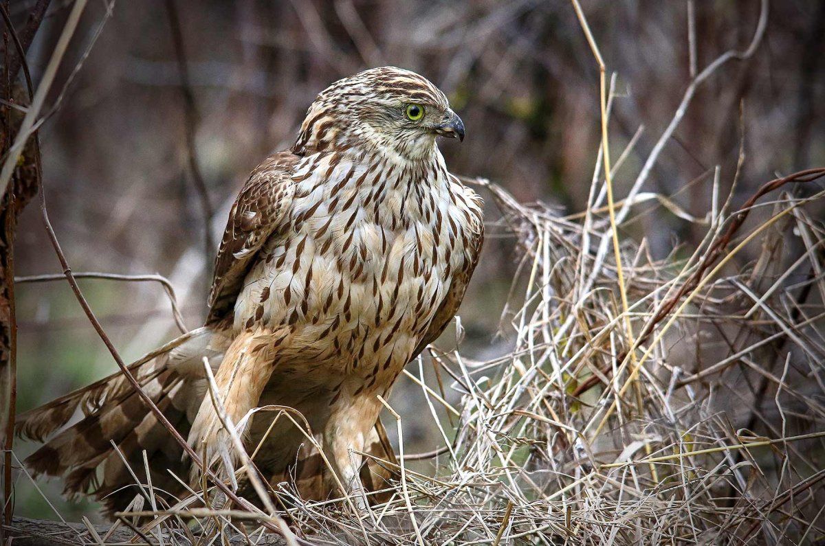 Обыкновенный канюк Buteo Buteo