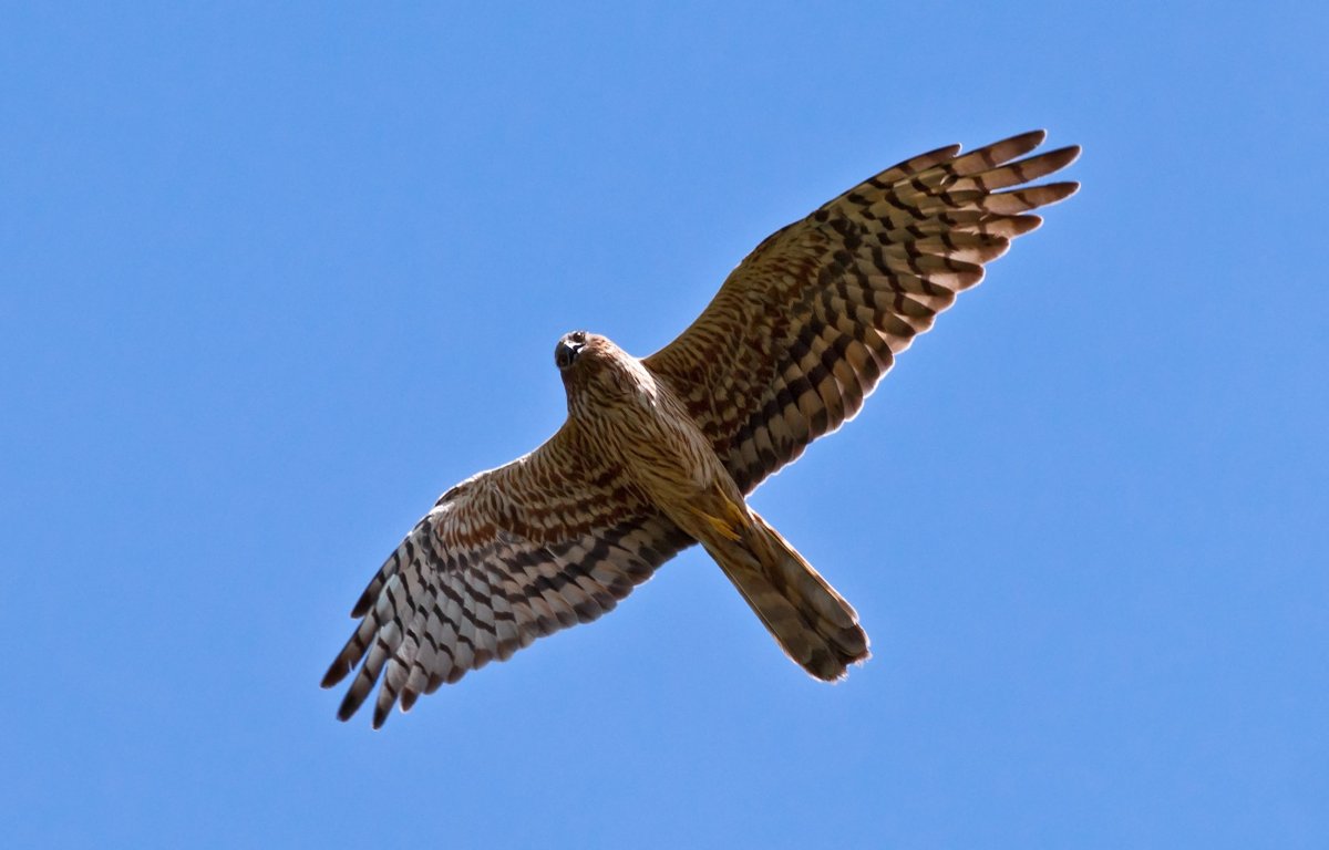 Сокол Сапсан Крылья