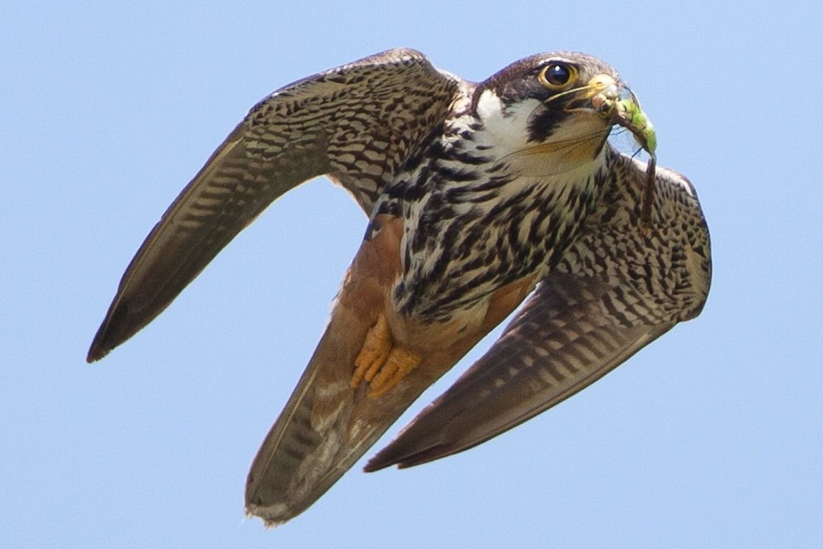 Ястреб-перепелятник (Accipiter nisus)