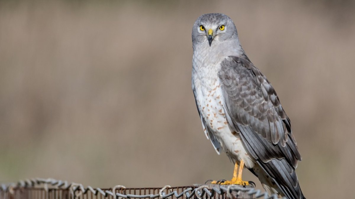 Лунь болотный раскраска