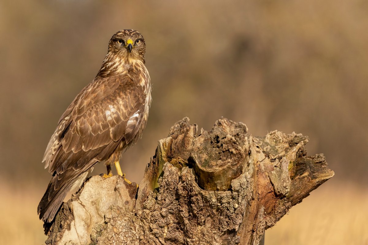 Ястребиный Орел Hieraaetus fasciatus