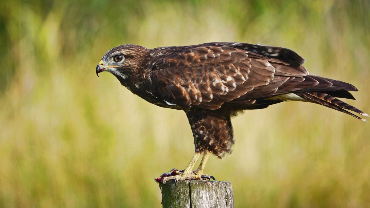 Ястреб полевой Лунь