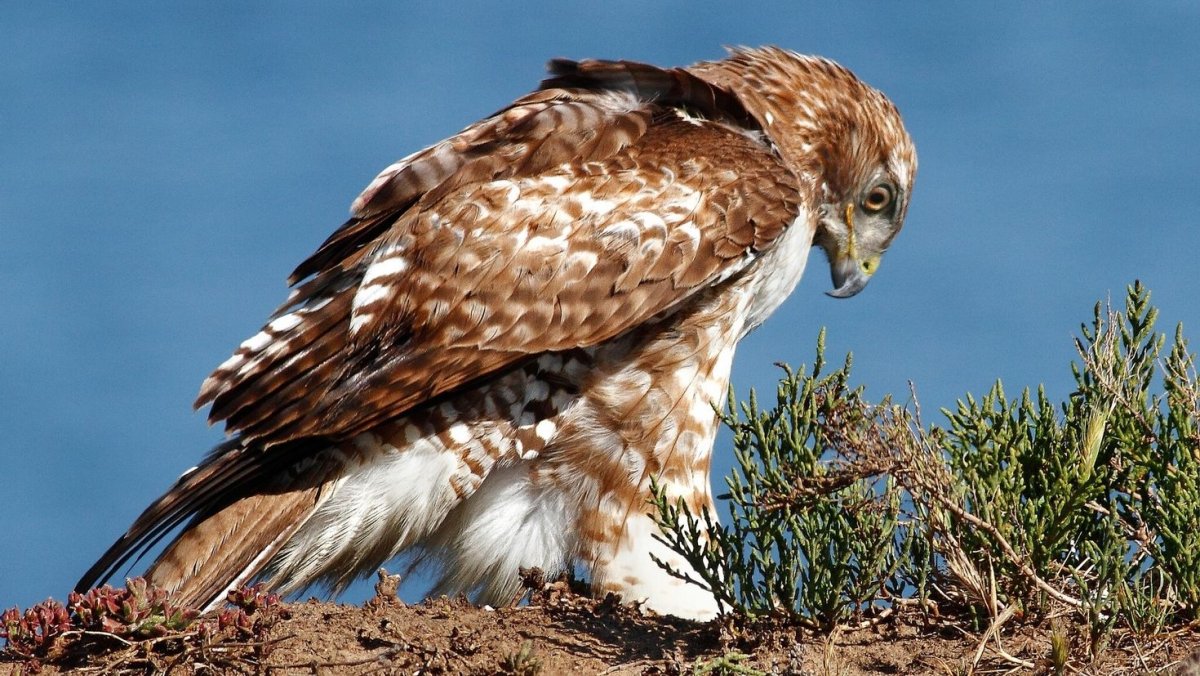 Белый Лунь птица