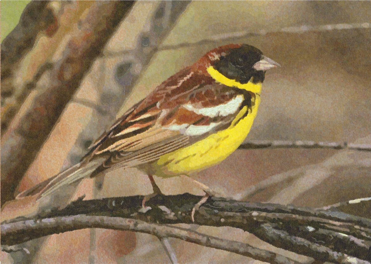 Дубровник (Emberiza aureola)
