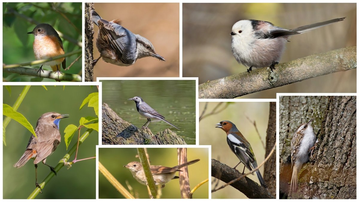 Перелетные певчие птицы России