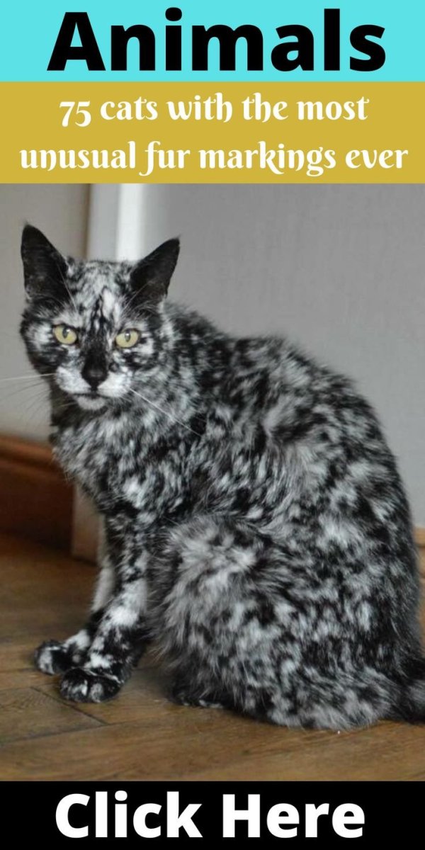 Кот Скрэппи мраморный