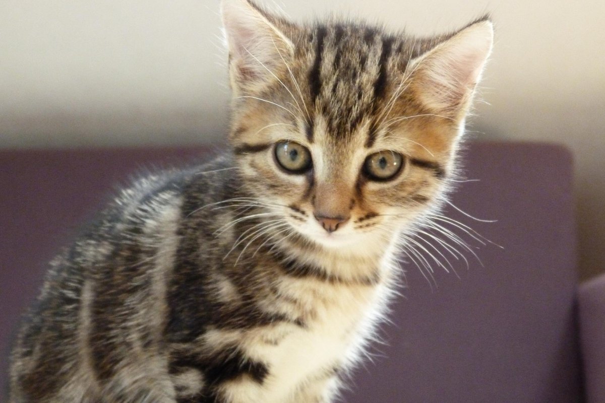 Черепаховый британец