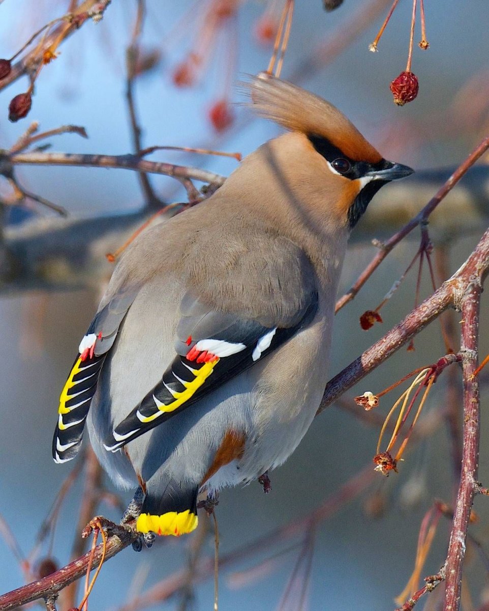 Свиристель обыкновенный (Bombycilla garrulus)