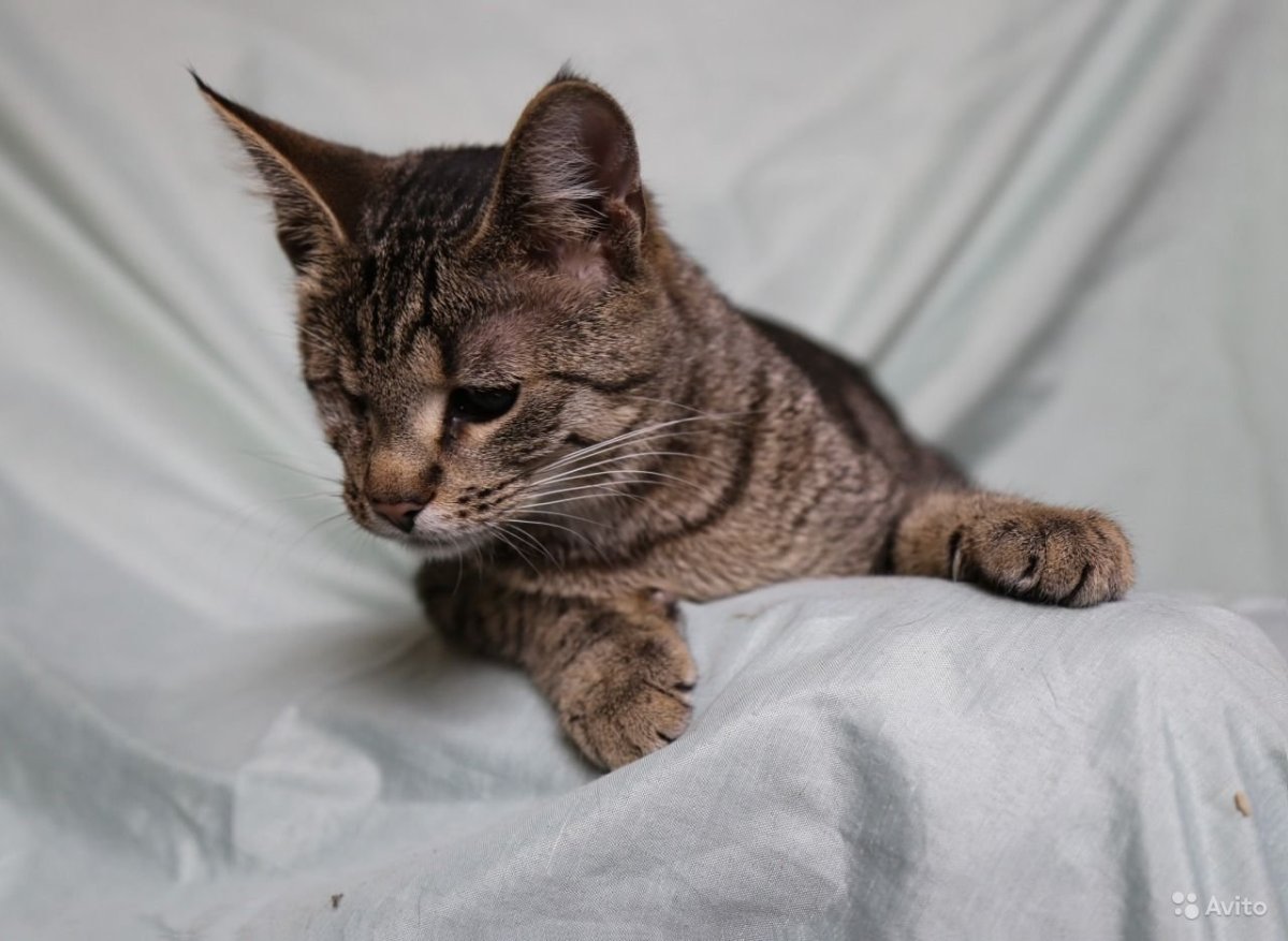 Шпротная кошка