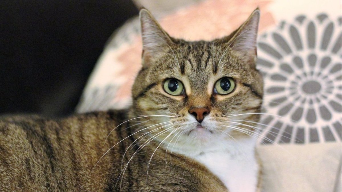 Европейская короткошерстная табби