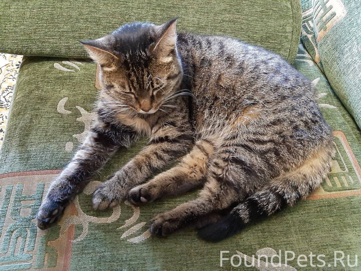 Котята шпротного окраса