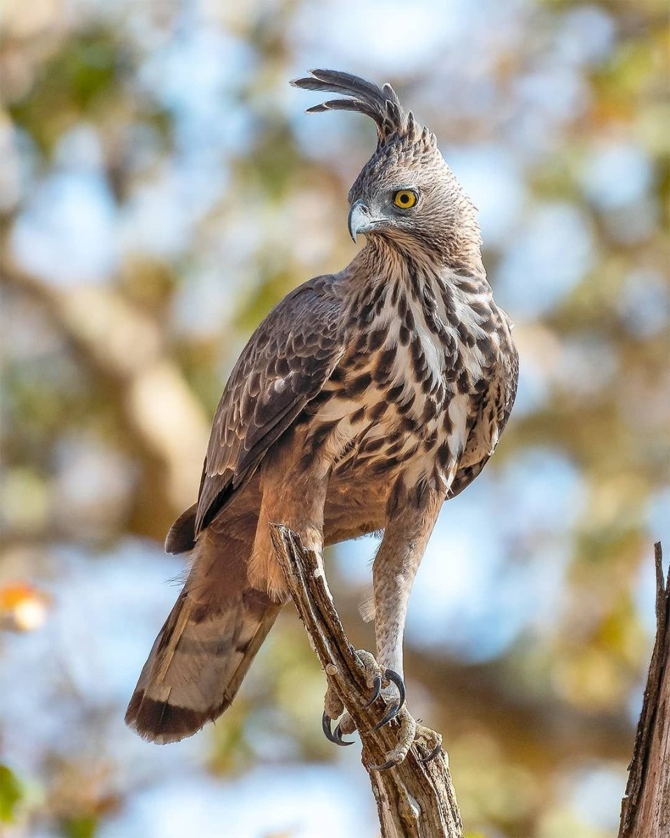 Хищные птицы Татарстана