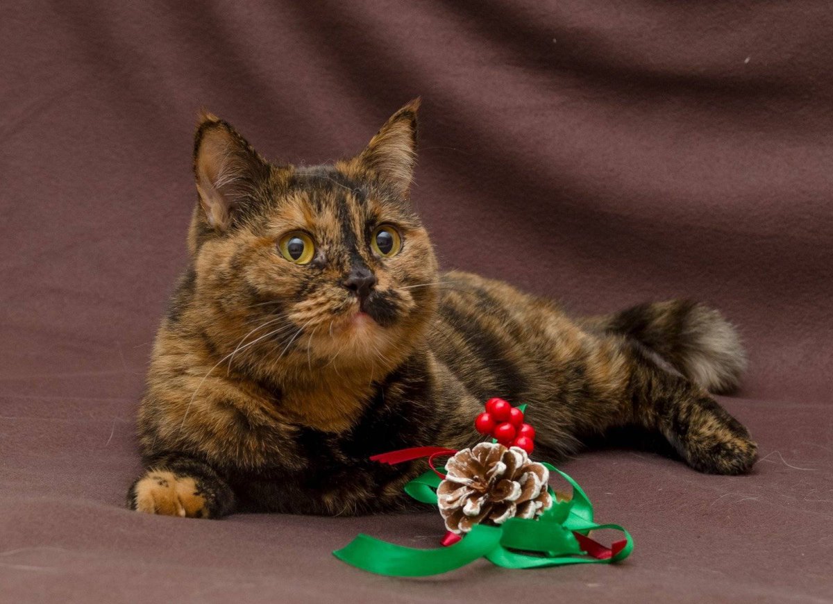 Макрель табби порода