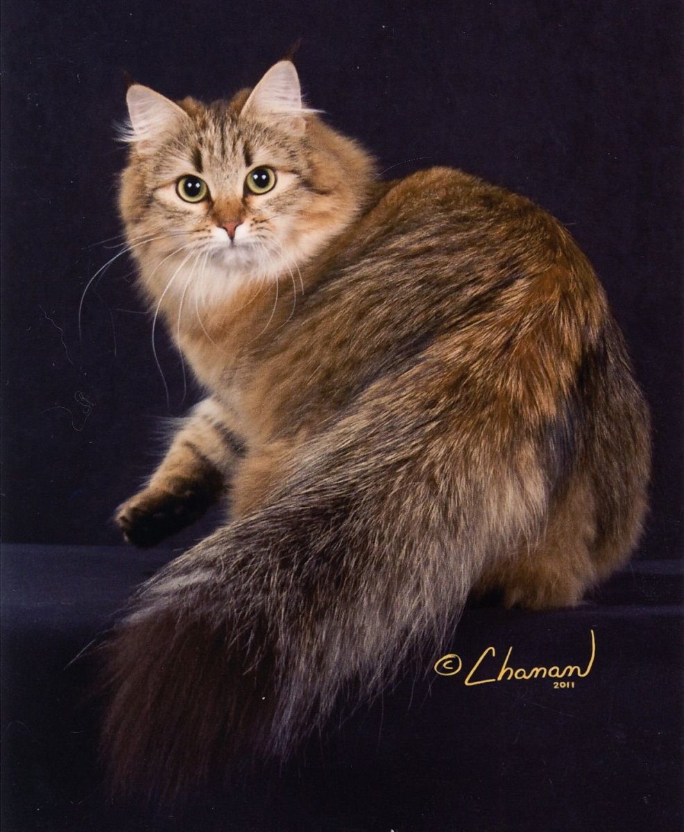 Сибирская кошка Сибирская