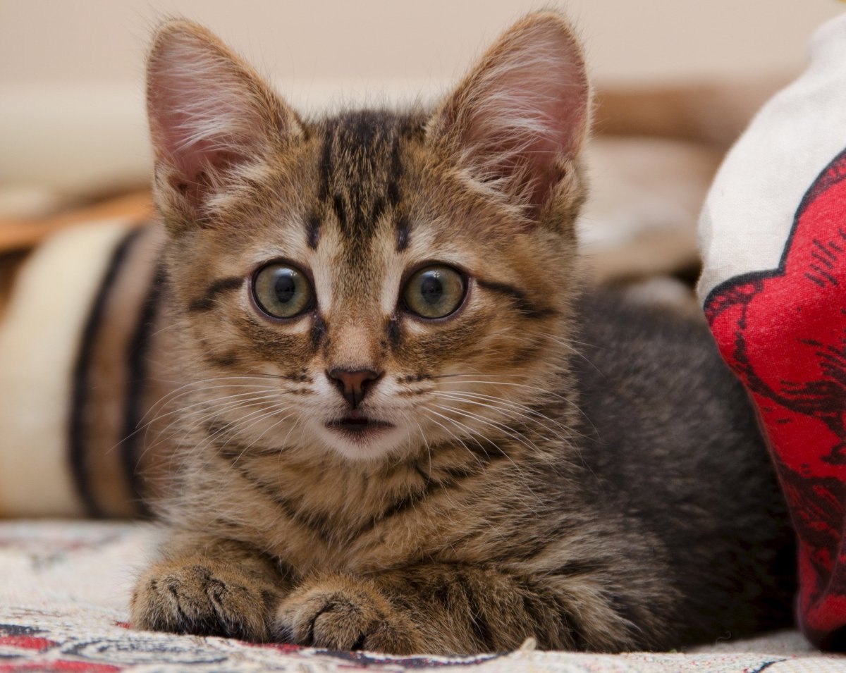 Шпротная кошка табби