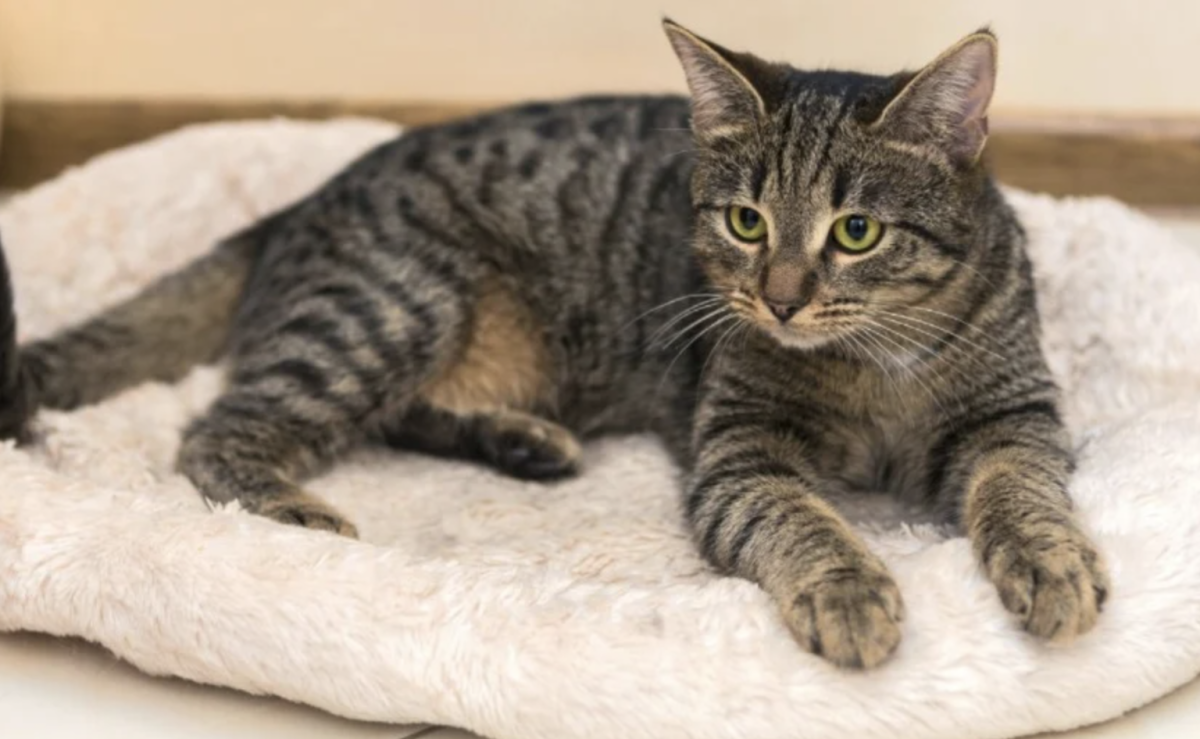 Полосатые котята гладкошерстные