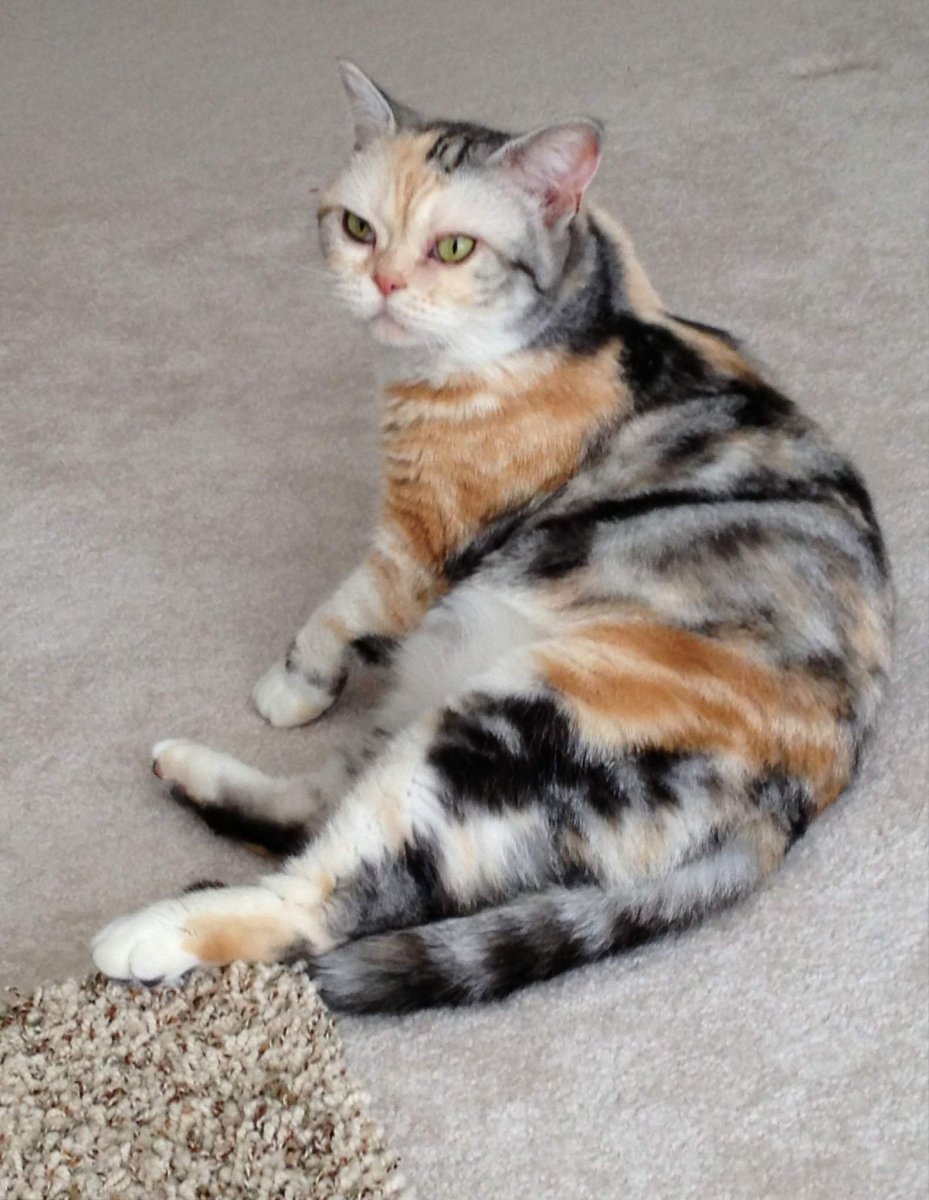 Полосатые Дикие кошки