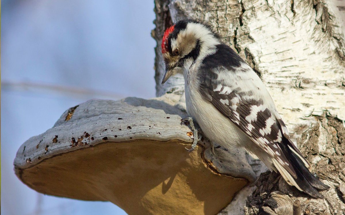 Малый пёстрый дятел зимой