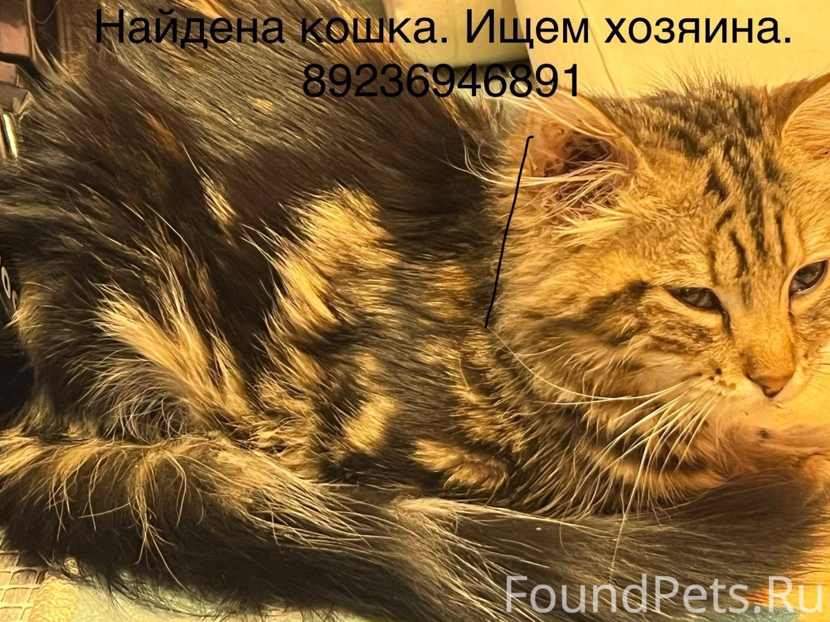 Шпротный кот