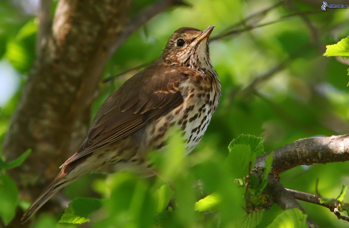 Скандинавский Белозобый Дрозд