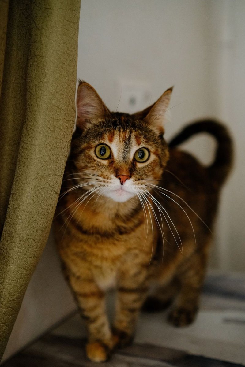 Шпротная расцветка у кошек