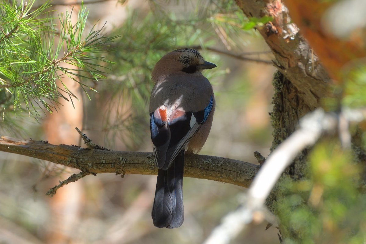 Дрозд Зяблик