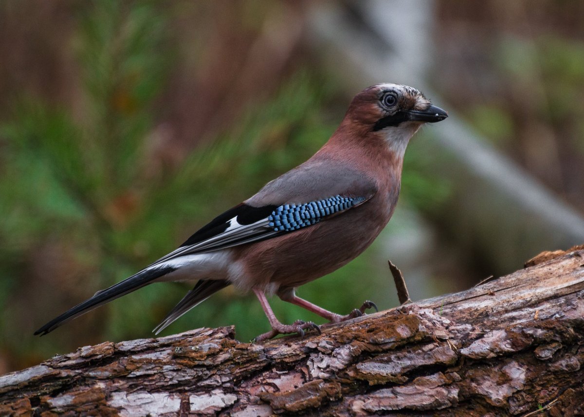 Птицы Мордовии