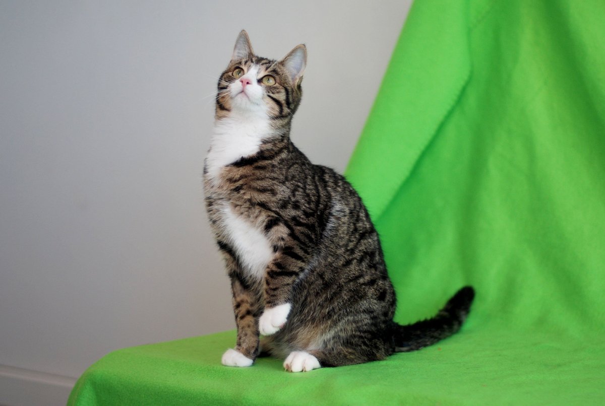 Коты Воители окрасы адопты