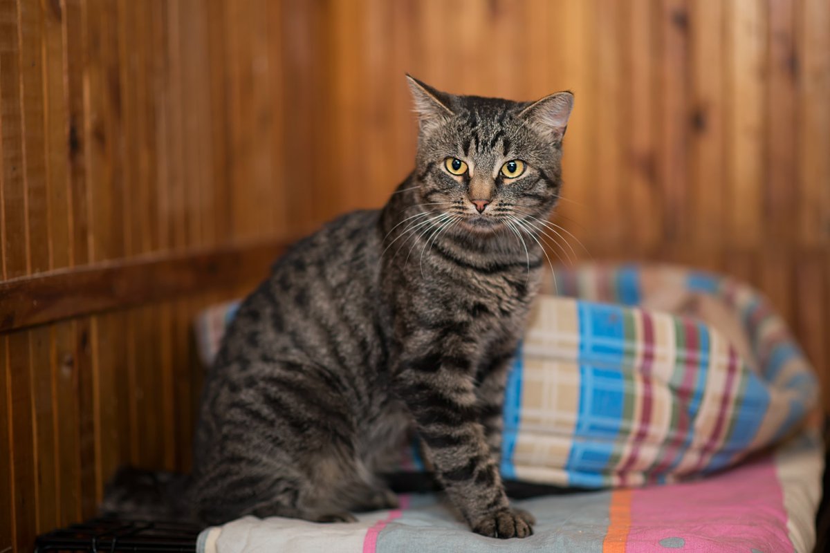 Окрас табби кошки таблица