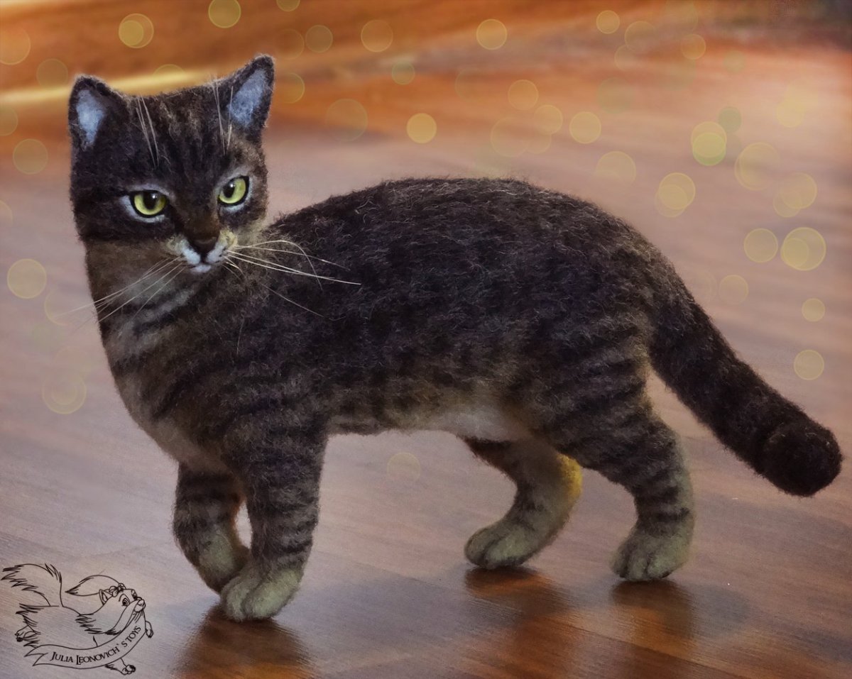 Окрас шпрот у кошек