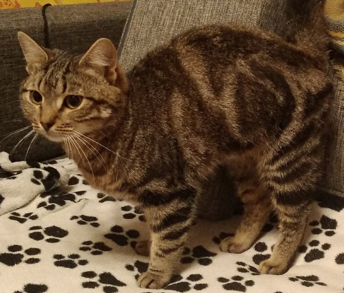 Шпротный окрас у кошек