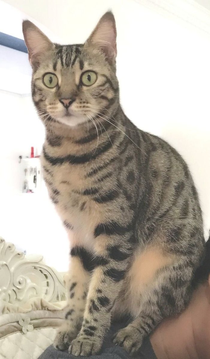 Бенгал Блэк споттед табби