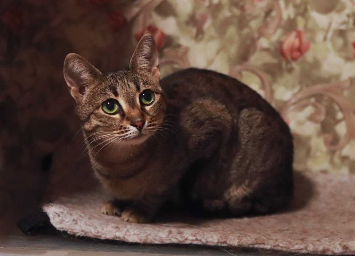 Окрас кошек табби схема