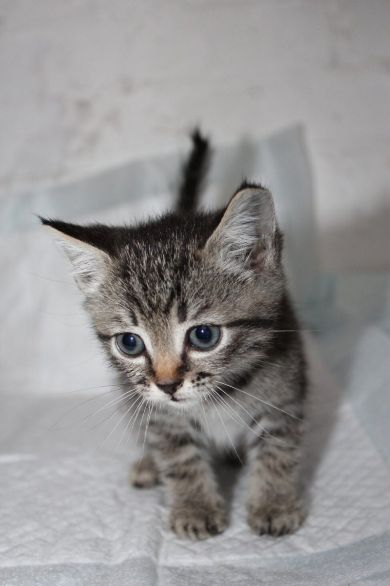 Котята шпротного окраса