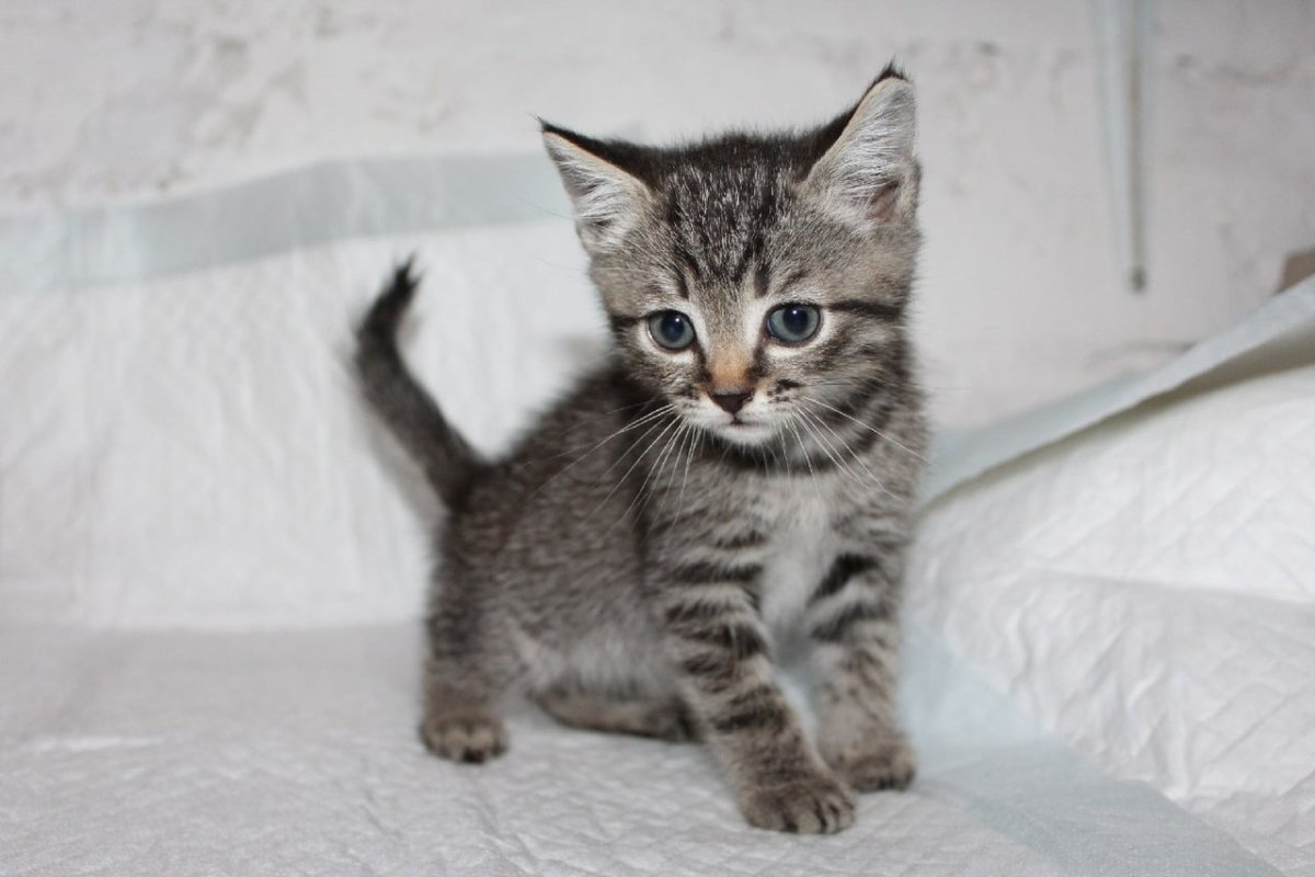 Европейская короткошерстная табби