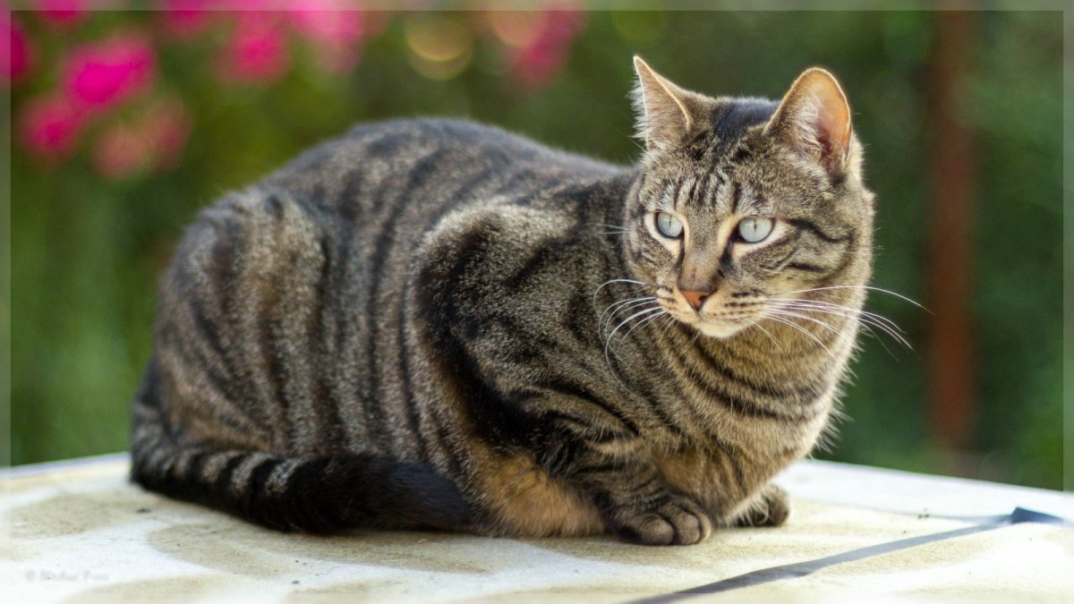 Коты Воители адопты