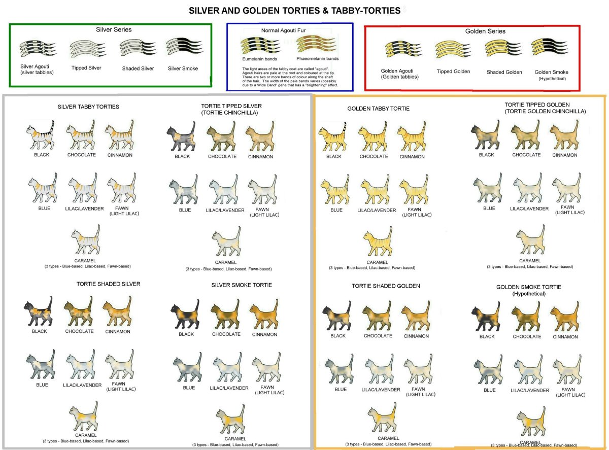 Окрас мраморный табби у кошек