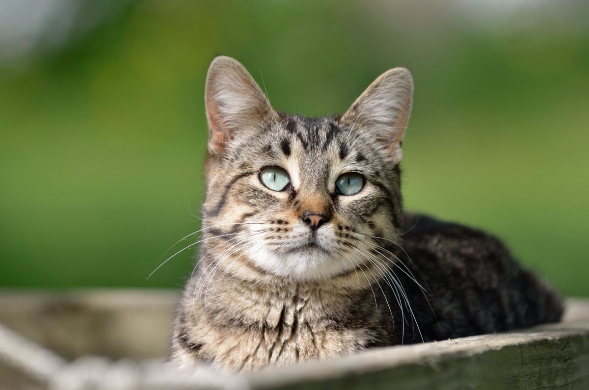 Стрижка полосатых котов