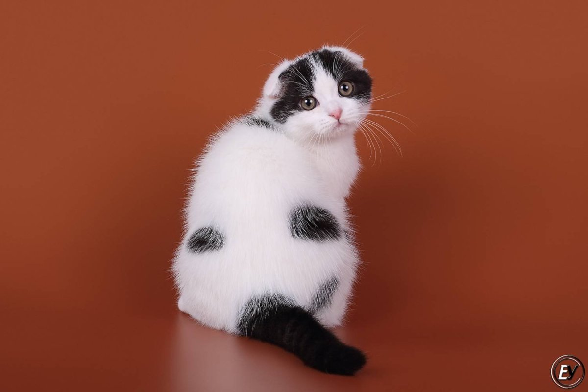 Скоттиш фолд Арлекин