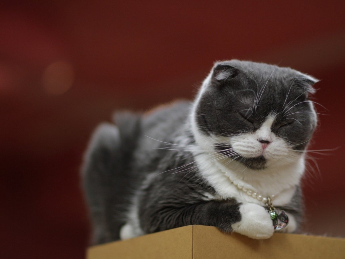 Шотландская вислоухая кошка черная