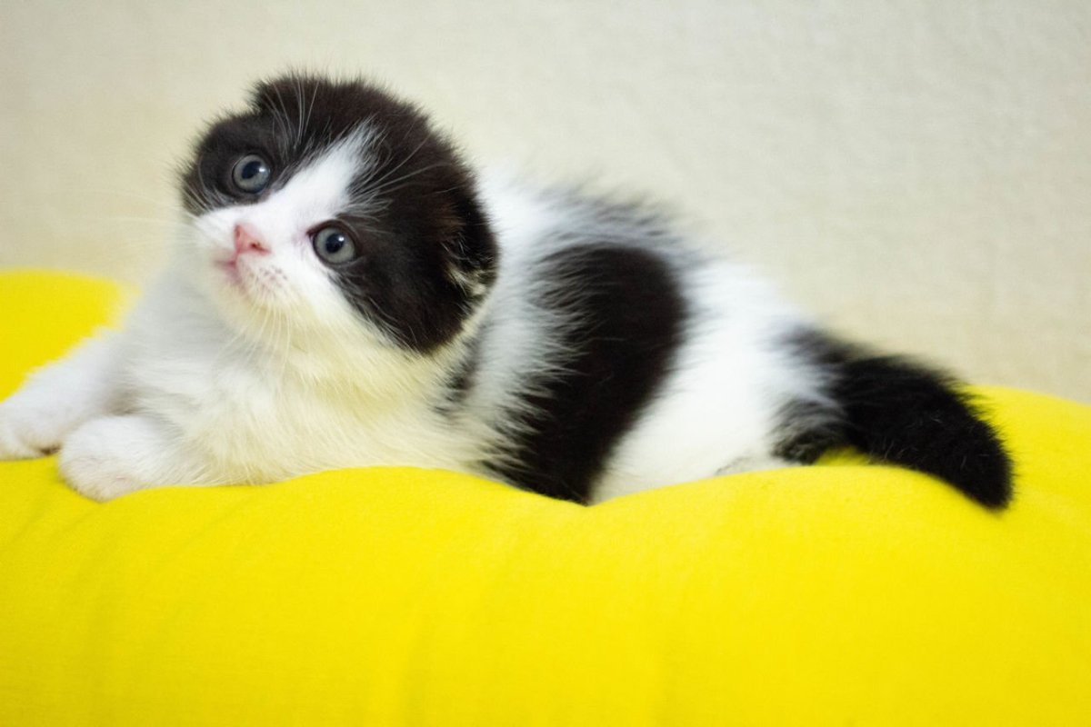 Шотландские котята биколор вислоухие