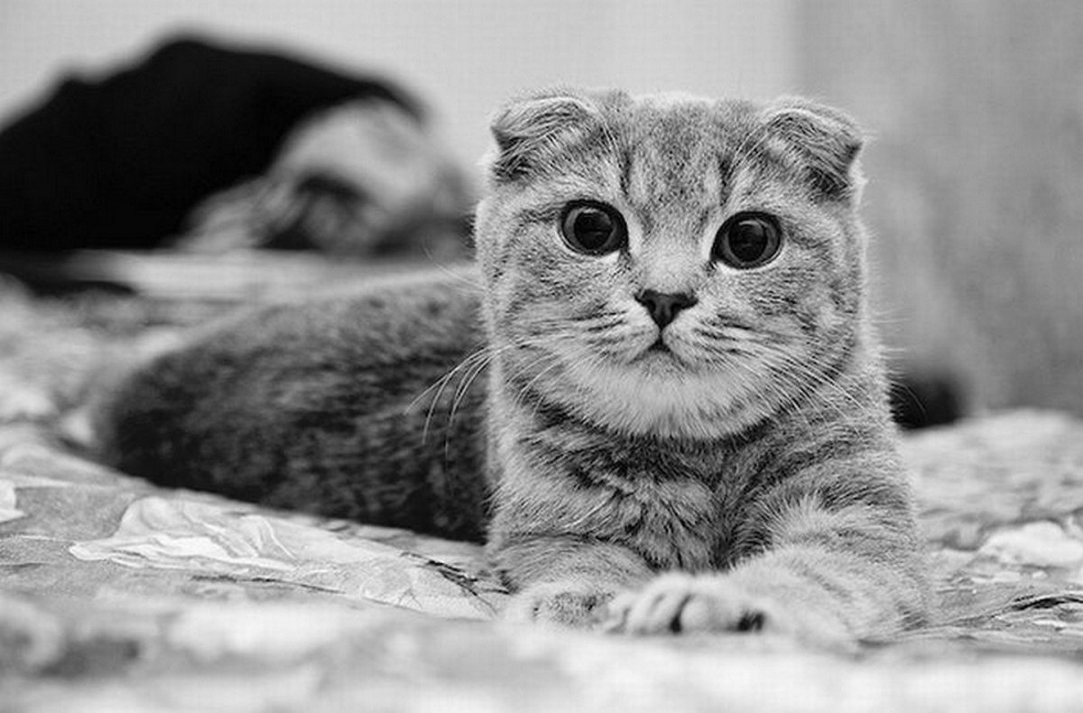 Вислоухая кошка черно белая