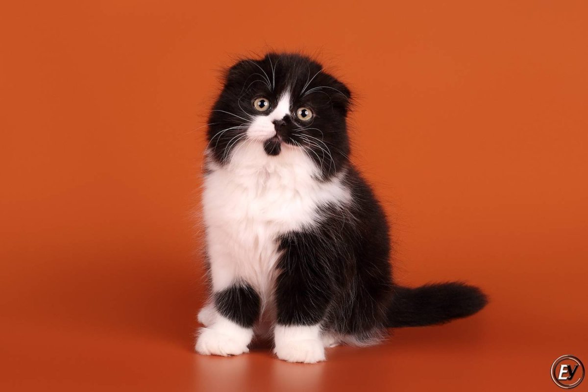 Шотландская вислоухая биколор