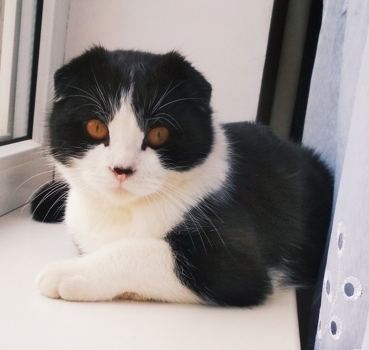 Скоттиш фолд черный биколор