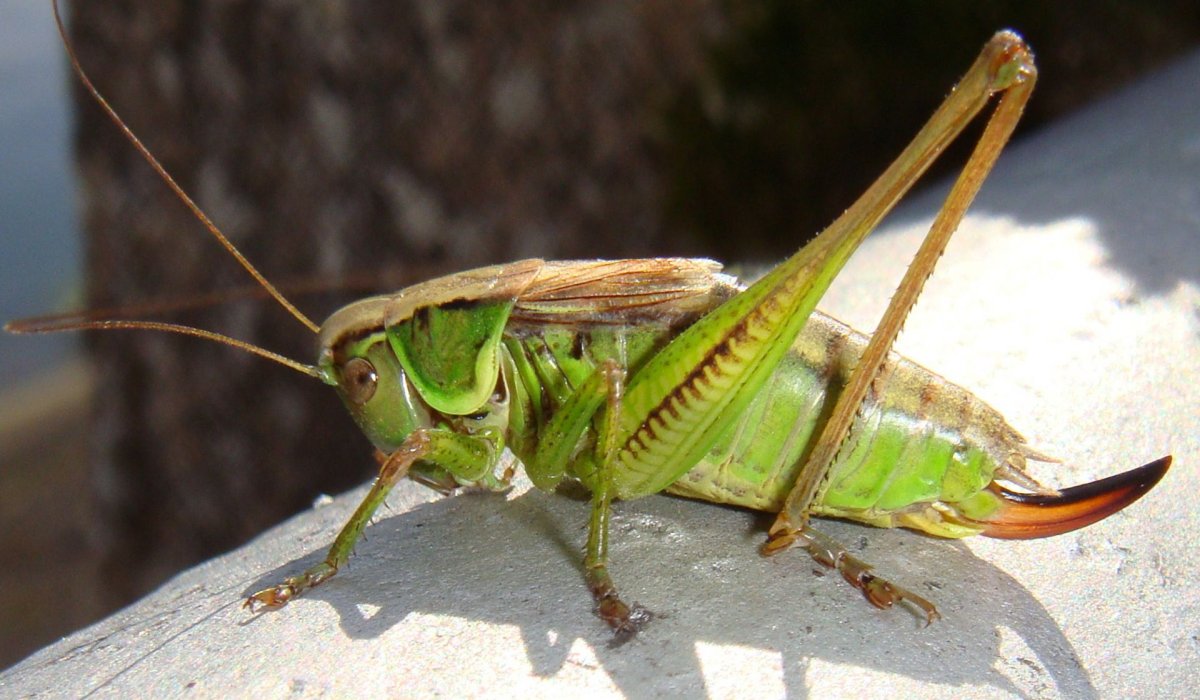 Кузнечиковые Tettigoniidae