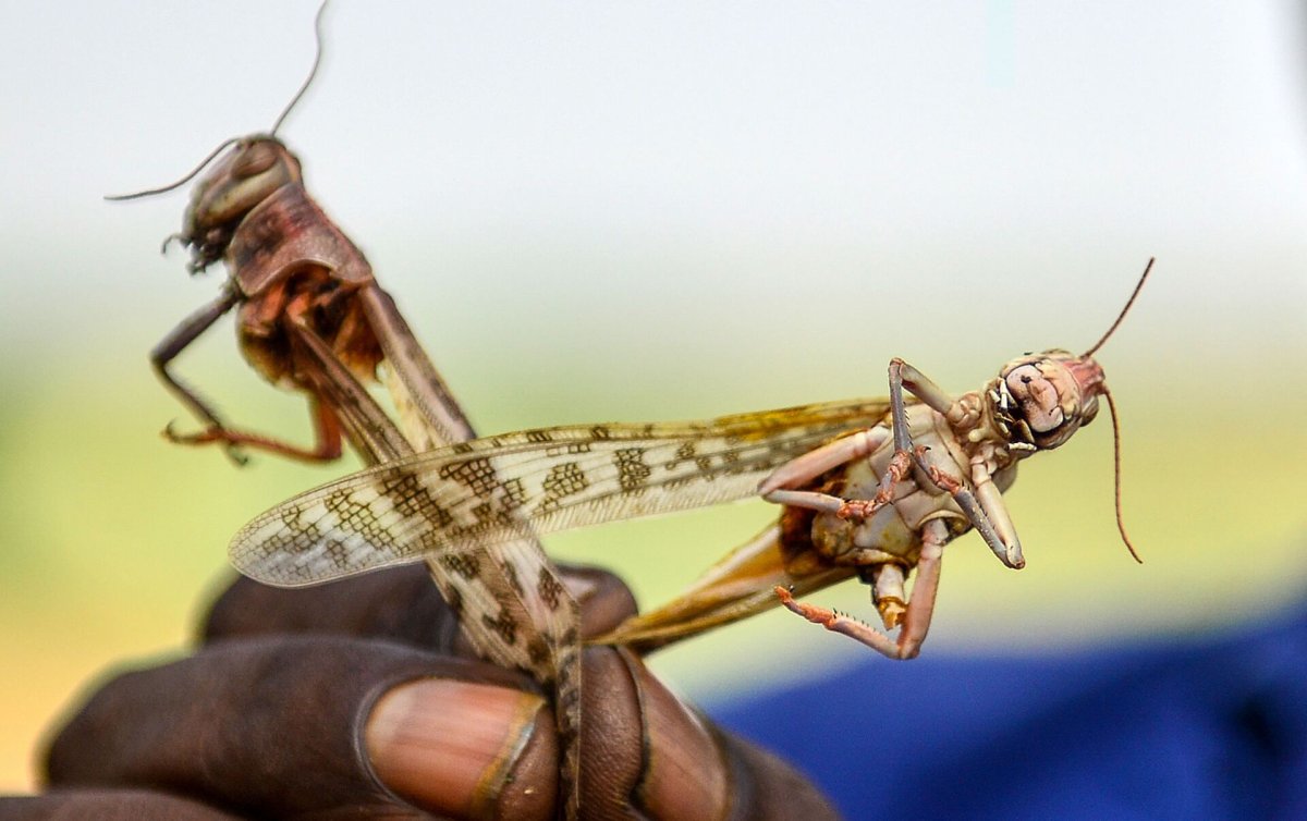 Саранча Крымская