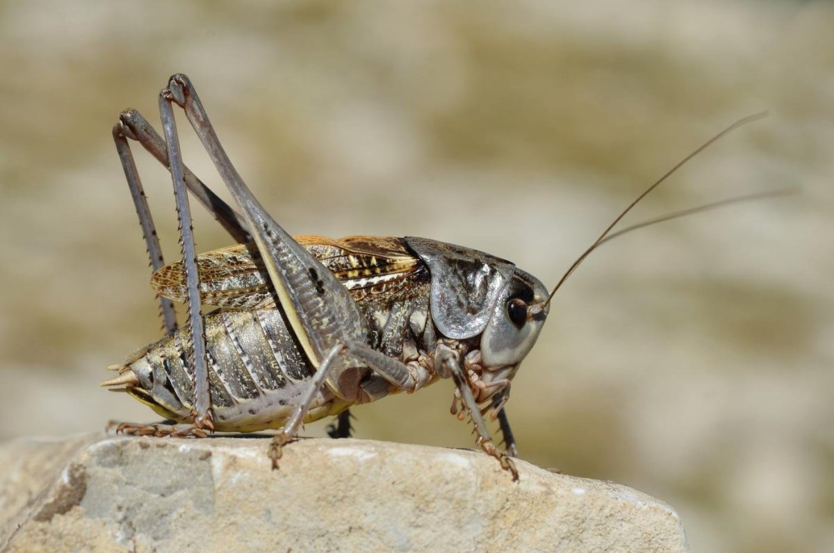 Decticus verrucivorus
