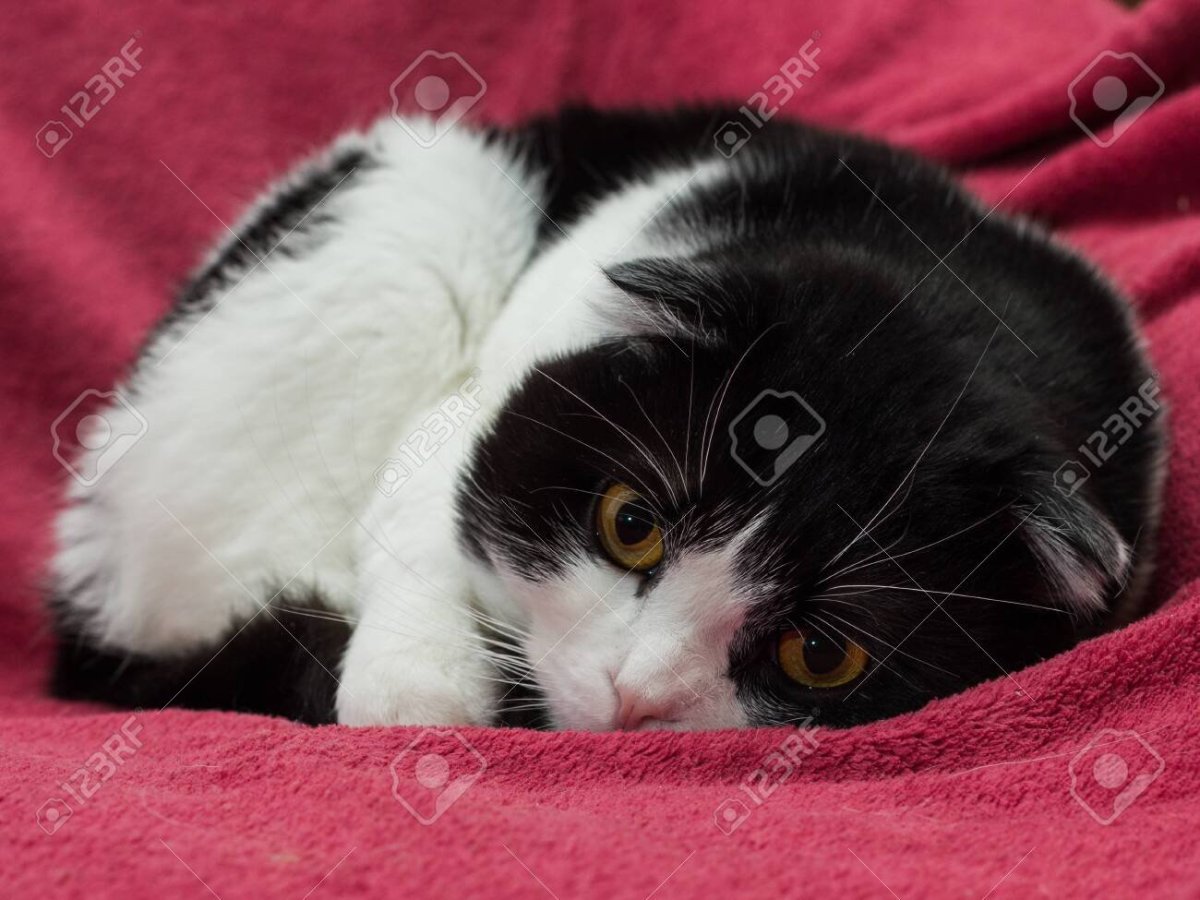 Шотландская вислоухая кошка черно белая