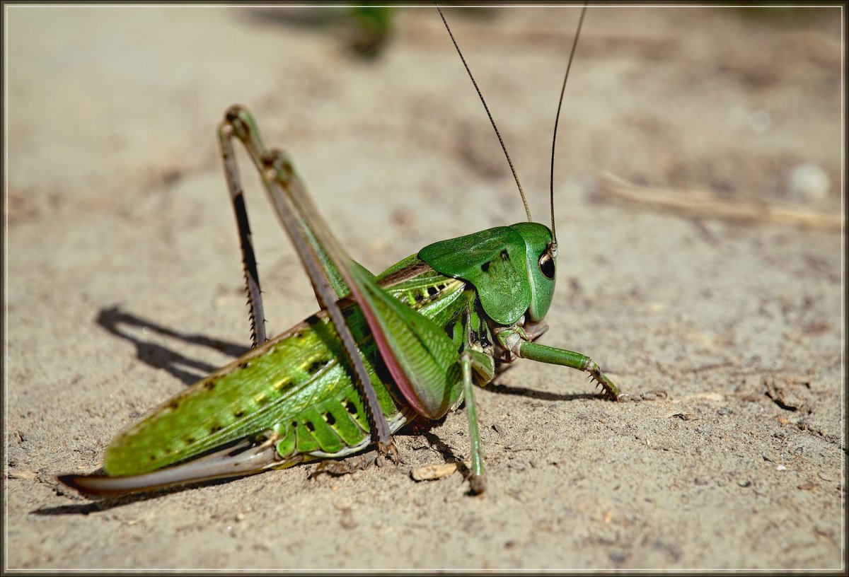 Саранча кузнечик Жук